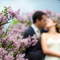 Bride and Groom in Lilacs, Highland Park Rochester NY