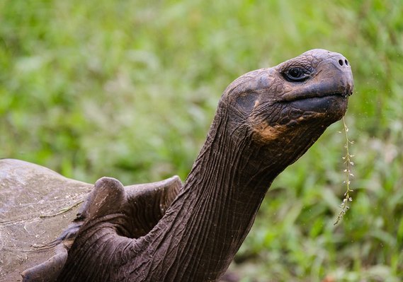 100 years old Galápagos tortoise
