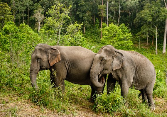 Thai elephants in the mountains not far from Chiang Mai