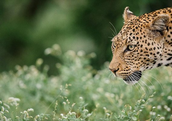 Leopard (Panthera pardus) in the Kruger National Park, South Africa