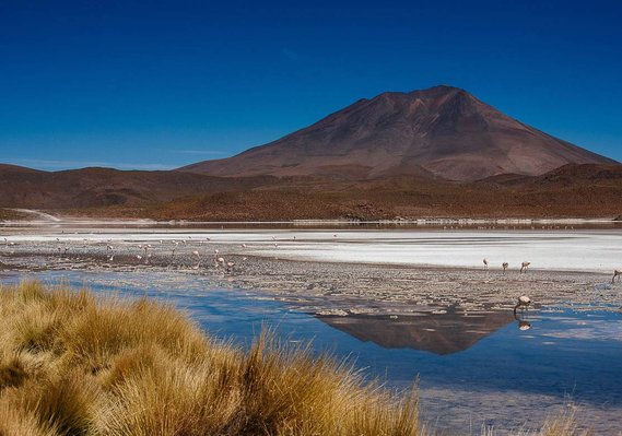 Andean flamingos at laguna Cañapa in the Potosi department of Bolivia