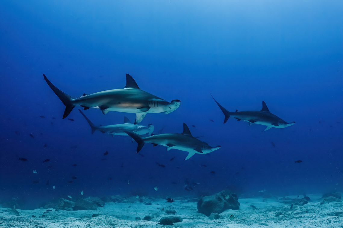 School of  scalloped hammerhead (Sphyrna lewini) in the Galapagos