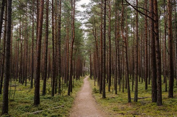 Pine forest in the Slītere National Park, Latvia, 