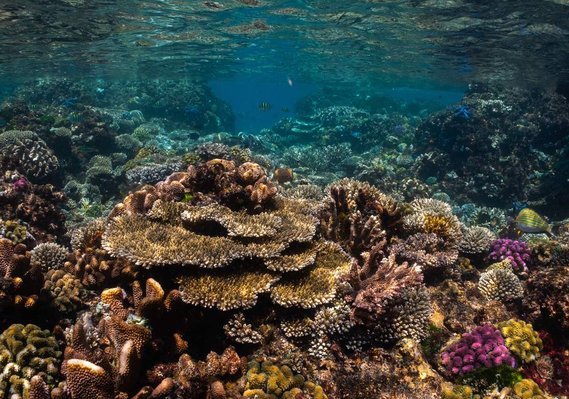 Coral Reef, Komodo National Park, Indonesia