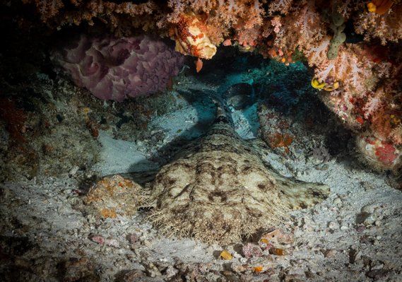 The photo shows a Tasselled wobbegong, a species of carpet shark, resting under colorful hard corals. The shark's unique patterns and tassels blend in with the coral, providing a striking contrast between the shark's natural beauty and the coral's vibrant