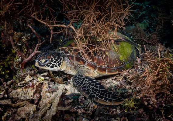 The photo captures a hawksbill sea turtle (Eretmochelys imbricata) resting on top of some dead corals. The turtle's dark, patterned shell stands out against the pale coral, while its head and flippers are tucked in close to its body. The turtle appears to