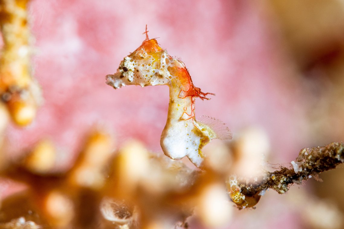 Pontohi seahorse
Marine life
Underwater
Coral reef
Tropical
Sea creature
Endangered species
Unique
Syngnathidae
Rarity