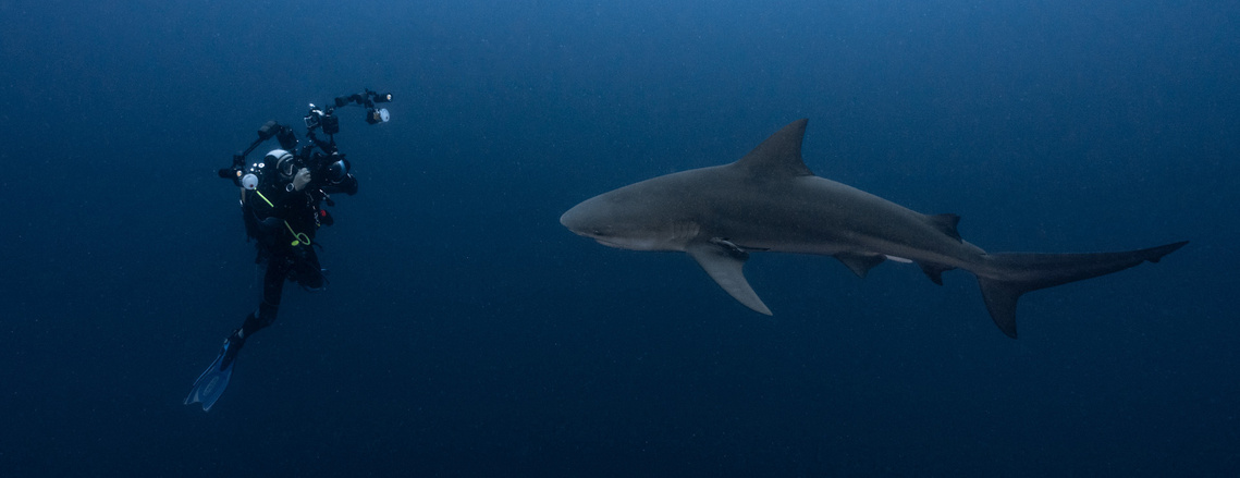 Taking a picture of a Bullshark on a dive at Protea banks in South Africa
