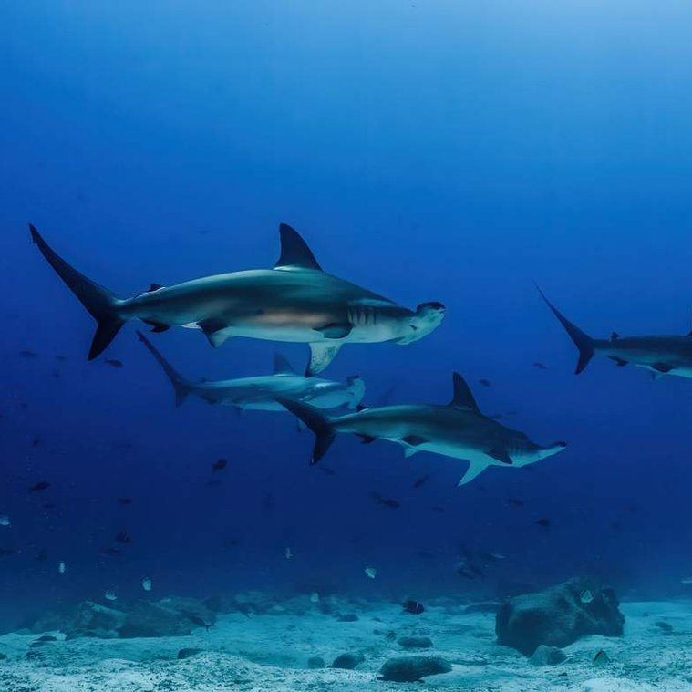 School of scalloped hammerhead sharks (Sphyrna lewini) in the Galapagos