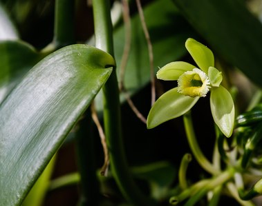 Blue mountain forest vanilla