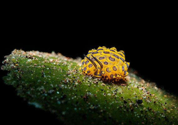 Costasiella SP. 4, Sea slug, Bali, Indonesia