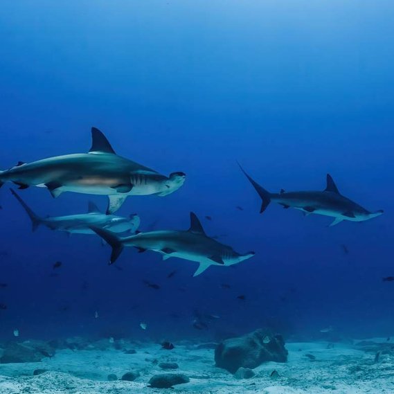 School of  scalloped hammerhead (Sphyrna lewini) in the Galapagos