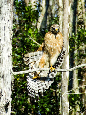 Red-shoulder hawk stretching on a branch at Corckscrew Swamp near Naples, FL