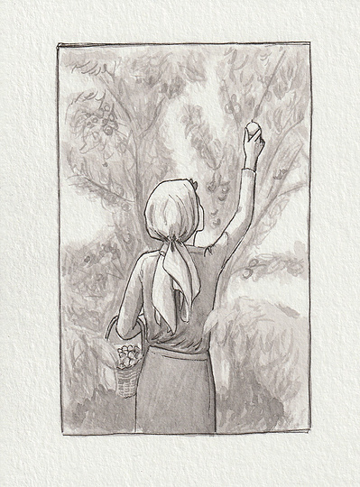 Ink drawing of the back of a woman as she picks fruit from a tree. She is wearing a scarf over her hair and her right arm is outstretched to pick the fruit. She has a basket hanging over her left arm.