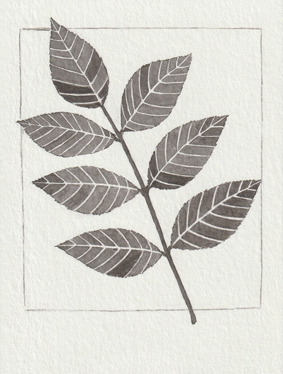 A stylised ink drawing of a branch of ash. There are 7 leaves on the branch.