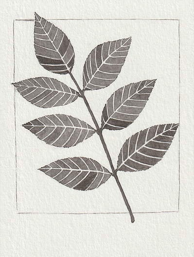 A stylised ink drawing of a branch of ash. There are 7 leaves on the branch.