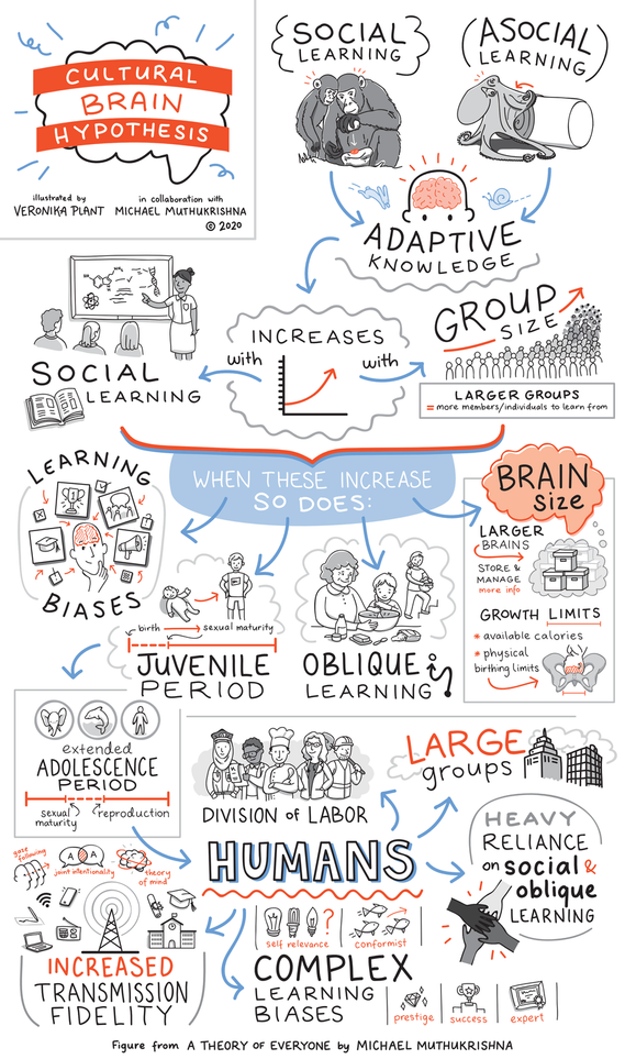 Sketchnote illustration explaining what the Cultural Brain Hypothesis is.