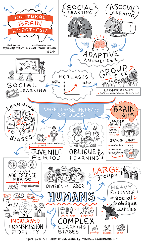 Sketchnote illustration explaining what the Cultural Brain Hypothesis is.