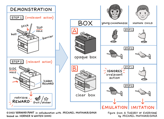 Sketchnotes illustration on the process and results of an experiment on emulation or imitation of getting food out of a box, created with chimpanzee and human child participants.