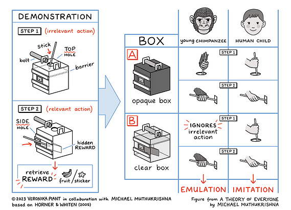 Sketchnotes illustration on the process and results of an experiment on emulation or imitation of getting food out of a box, created with chimpanzee and human child participants.