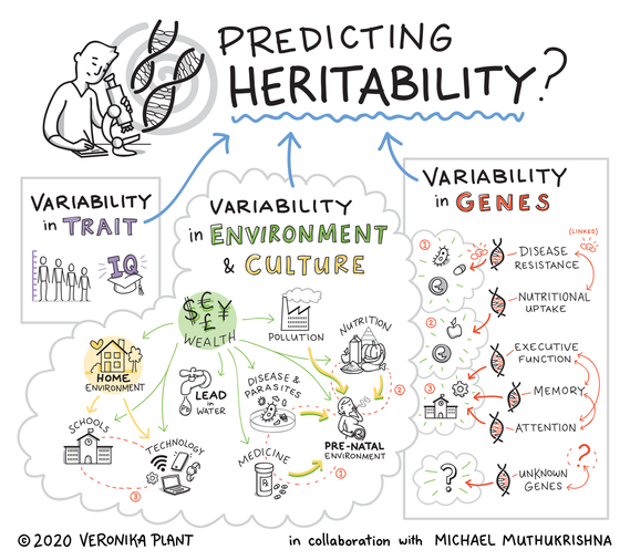 Sketchnote illustration on the variability of trait, environment and culture, and genetics that should be included in the calculation on whether a trait is inherited.