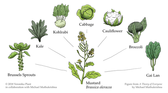 Digital illustration of a mustard plant, with lines pointing to 7 other plants that come from the mustard plant through selective pollination.
