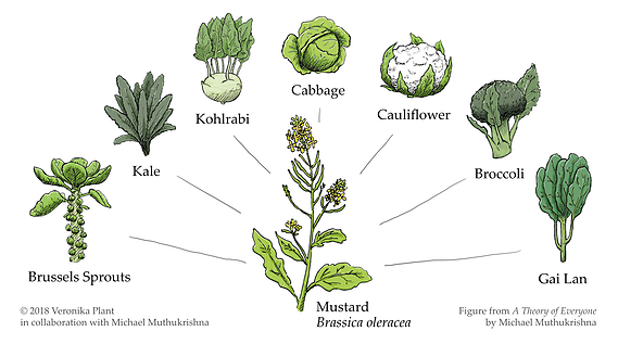 Digital illustration of a mustard plant, with lines pointing to 7 other plants that come from the mustard plant through selective pollination.