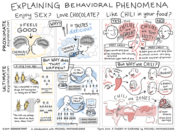 Sketchnote illustration about the ultimate and proximate explanation for different behaviours - eating chocolate, having sex, and eating chili.