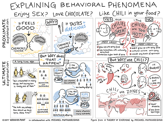 Sketchnote illustration about the ultimate and proximate explanation for different behaviours - eating chocolate, having sex, and eating chili.