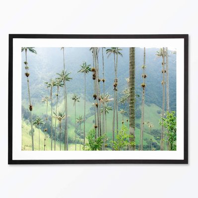 La vallée de Cocora, Colombie