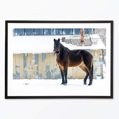 Cheval en hiver