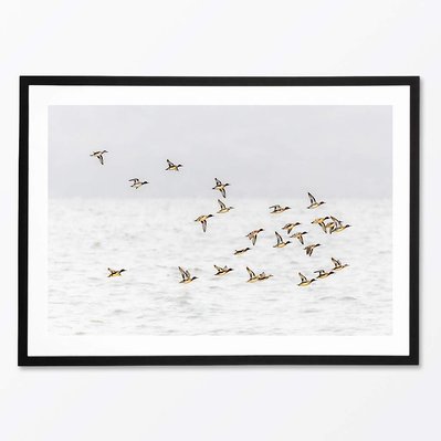 Canards sauvages sur le St-Laurent