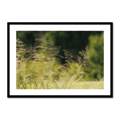  Danse des herbes au vent en lumière d’été