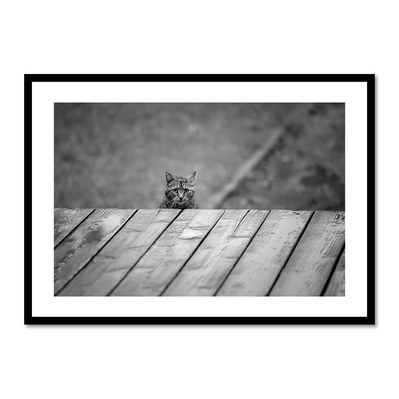Photo de chat