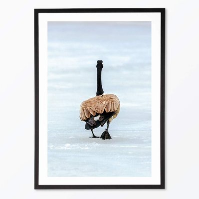 Tirage photo à vendre - De retour à Montréal, après un hiver passé sur la côte est américaine, une outarde sur la glace cherche le printemps...