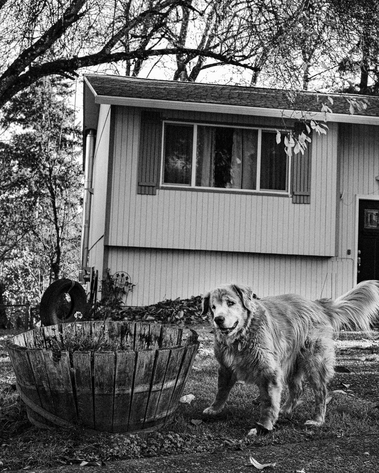 A senior Golden Retriever stares blankly towards the photographer