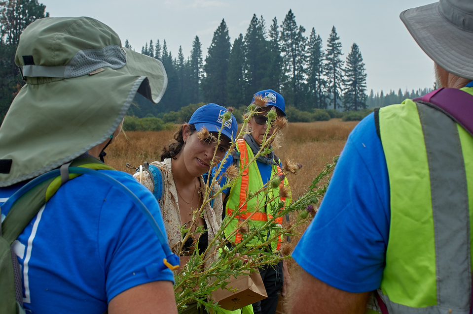 Yosemite conservancy week12, Seed Collecting at ackerson meadows in Yosemite.  Taking out nettle
