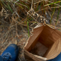 Collecting juncus dubious seeds at ackerson meadow yosemite. 