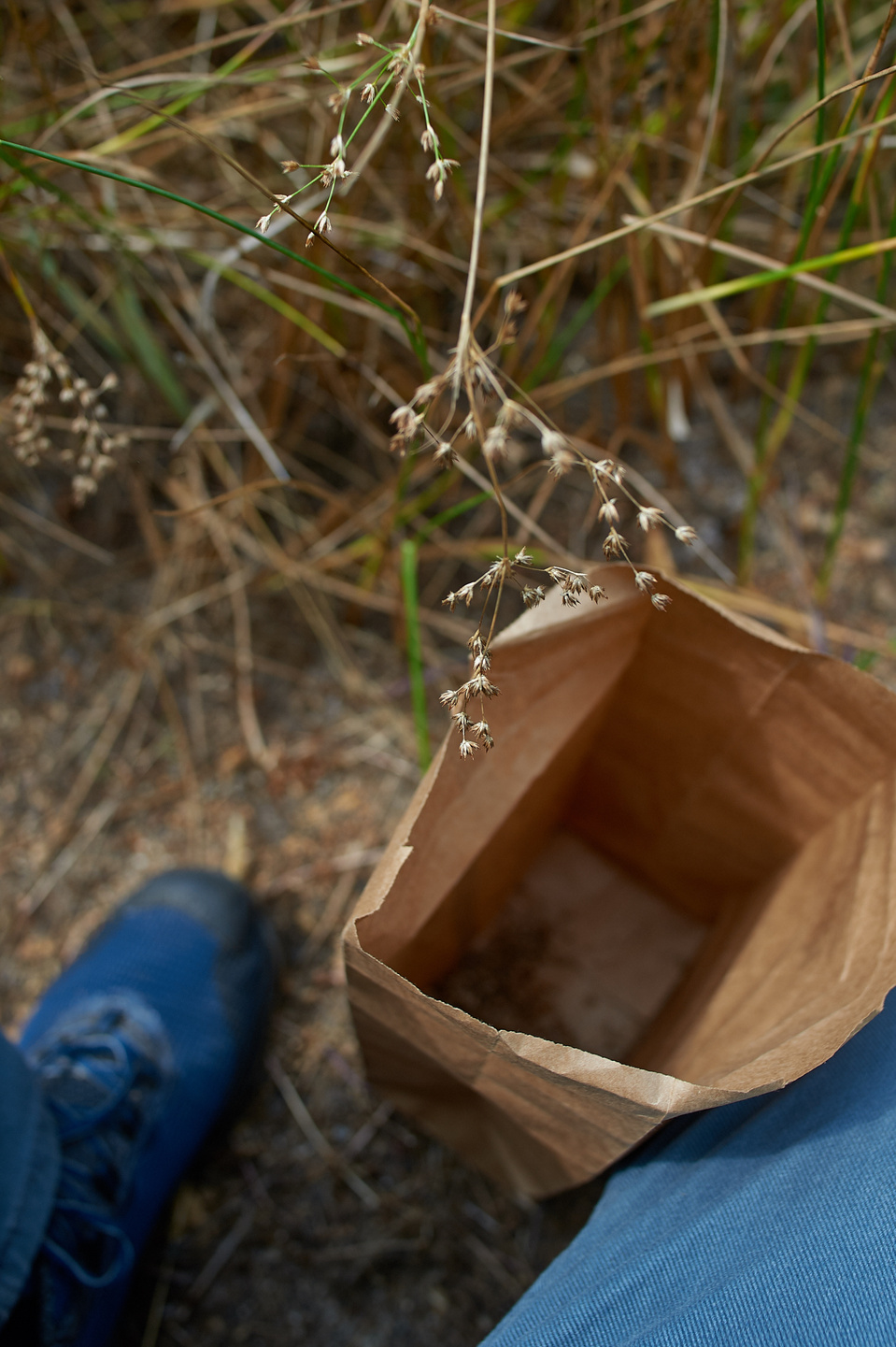 Collecting juncus dubious seeds at ackerson meadow yosemite. 