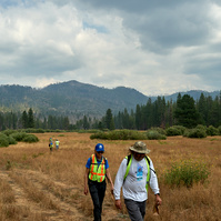 Yosemite conservancy week12, Seed Collecting at ackerson meadows in Yosemite. 