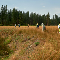 Yosemite conservancy week12, Seed Collecting at ackerson meadows in Yosemite. 