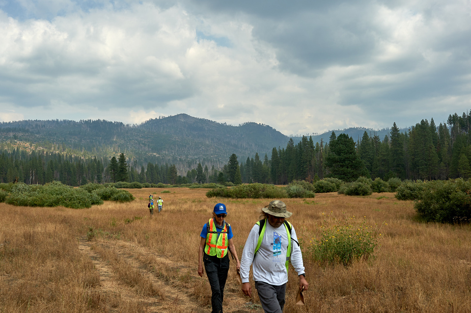 Yosemite conservancy week12, Seed Collecting at ackerson meadows in Yosemite. 