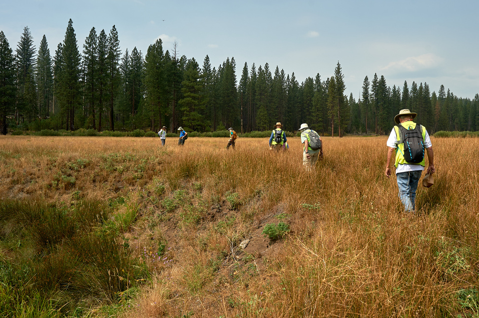 Yosemite conservancy week12, Seed Collecting at ackerson meadows in Yosemite. 