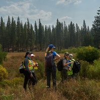 Yosemite conservancy week12, Seed Collecting at ackerson meadows in Yosemite. 