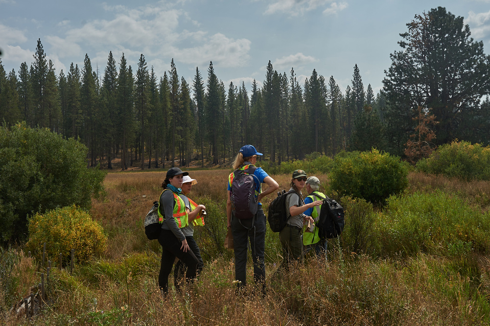 Yosemite conservancy week12, Seed Collecting at ackerson meadows in Yosemite. 