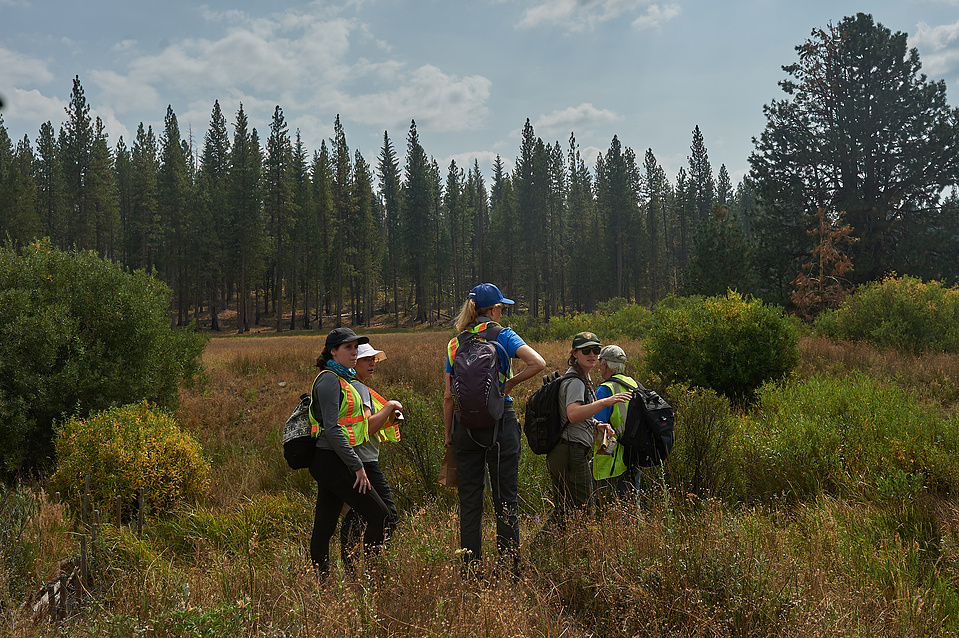Yosemite conservancy week12, Seed Collecting at ackerson meadows in Yosemite. 