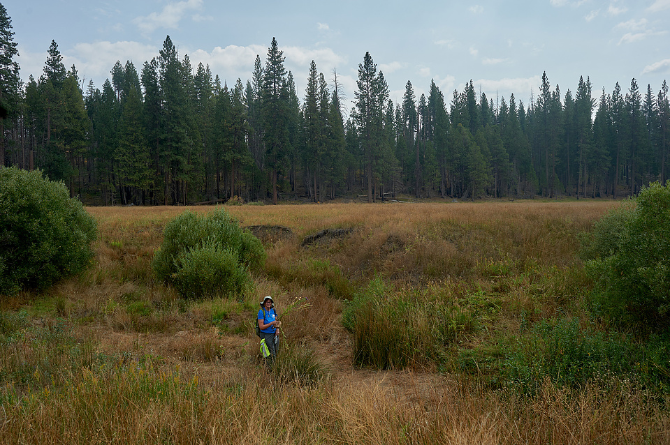 Yosemite conservancy week12, Seed Collecting at ackerson meadows in Yosemite.   Judy taking out nettle