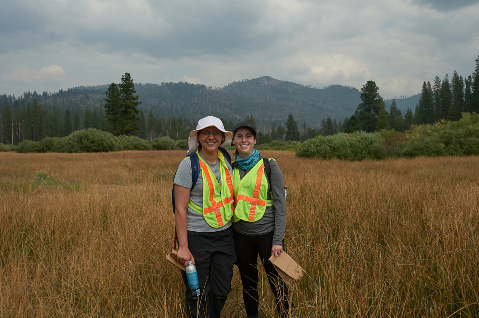 Yosemite conservancy week12, Seed Collecting at ackerson meadows in Yosemite. 