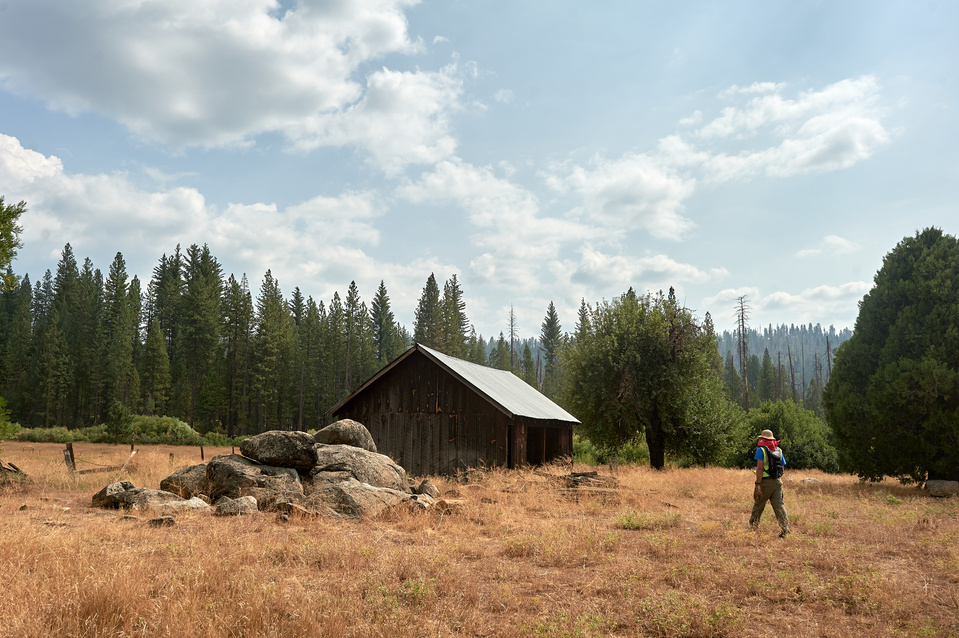 Yosemite conservancy week12, Seed Collecting at ackerson meadows in Yosemite.  