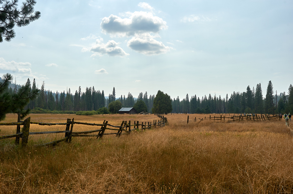 Yosemite conservancy week12, Seed Collecting at ackerson meadows in Yosemite. 